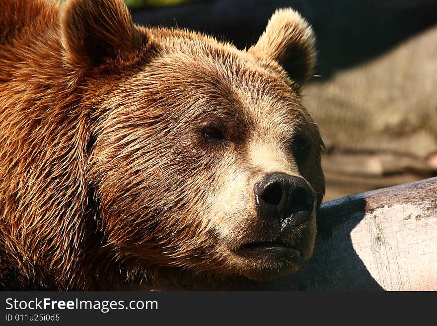 Photo of a European Brown Bear