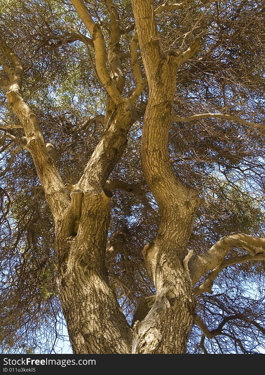 Close-up photo of an old tree.