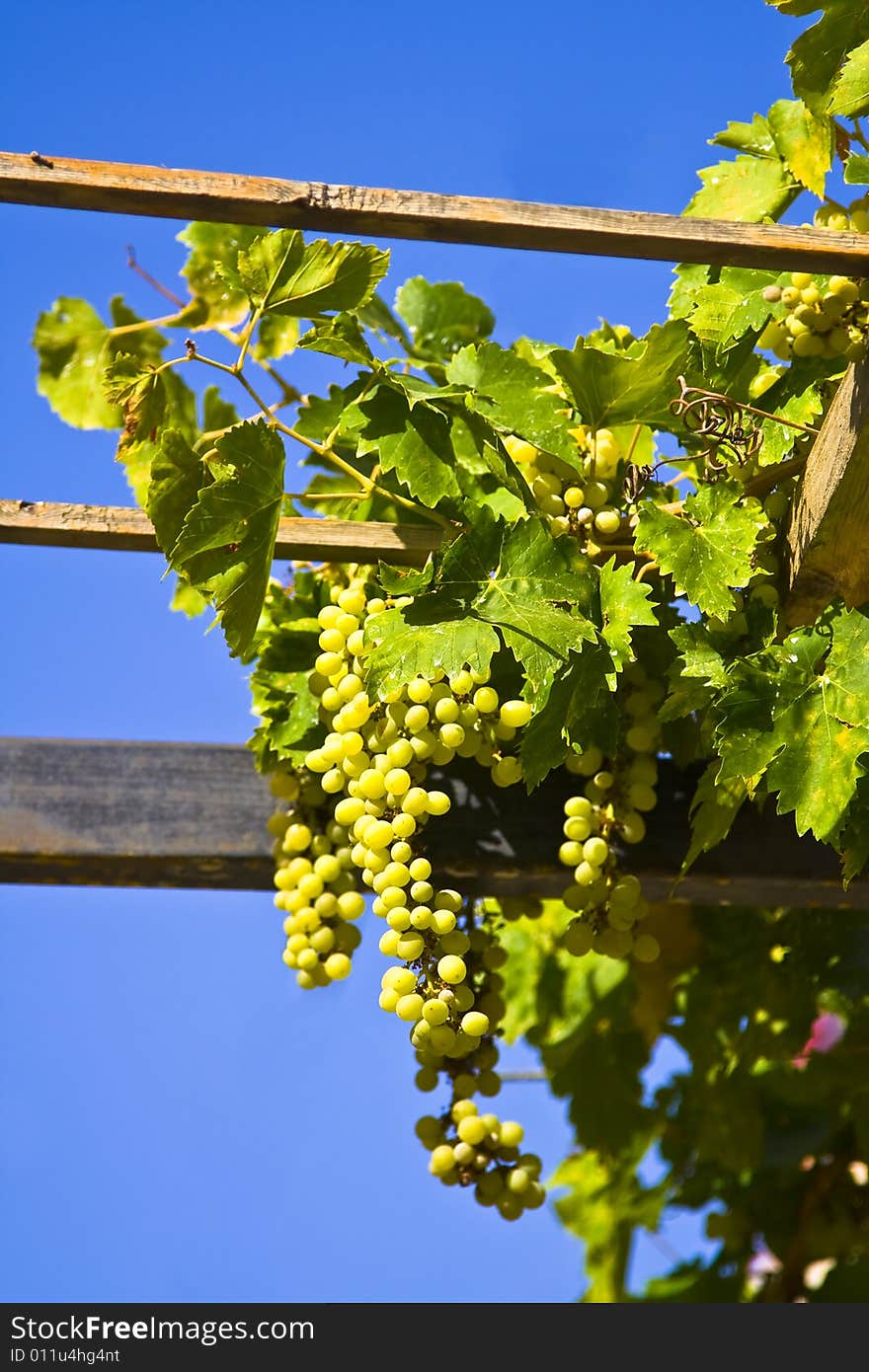 Vine of grapes under the sun