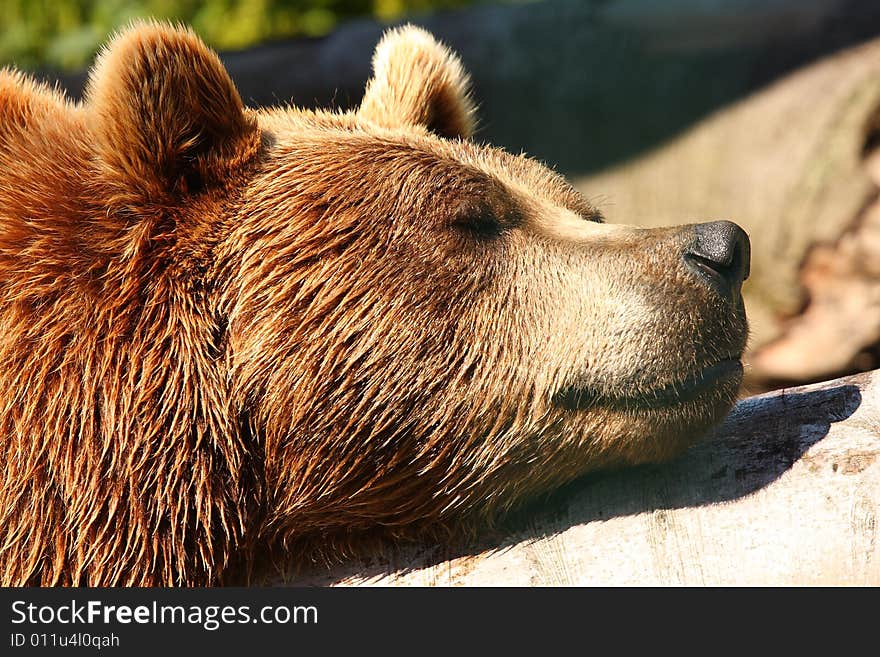 Photo of a European Brown Bear