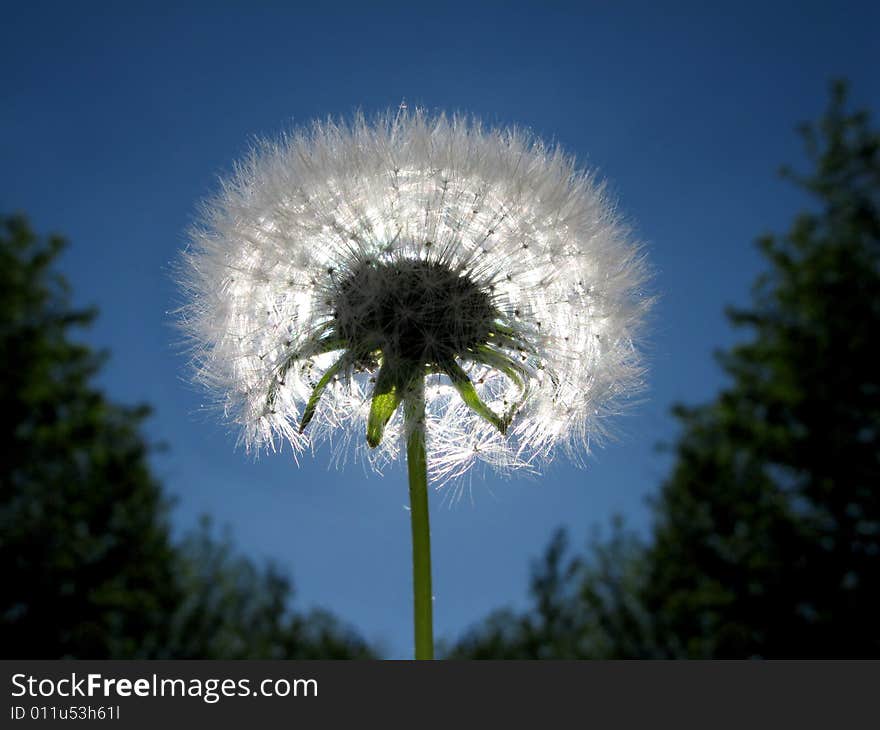 Dandelion