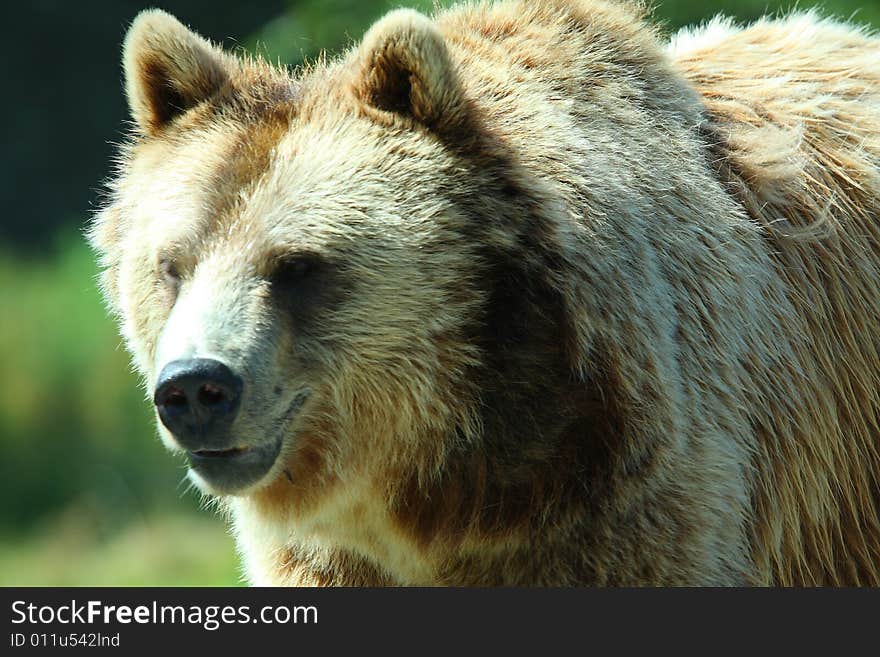 Photo of a European Brown Bear