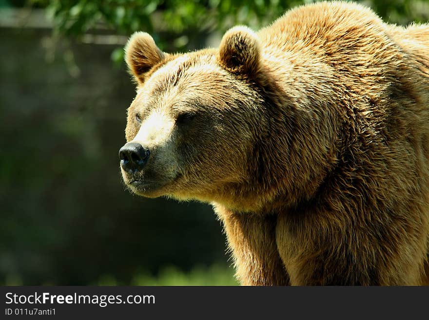 Photo of a European Brown Bear