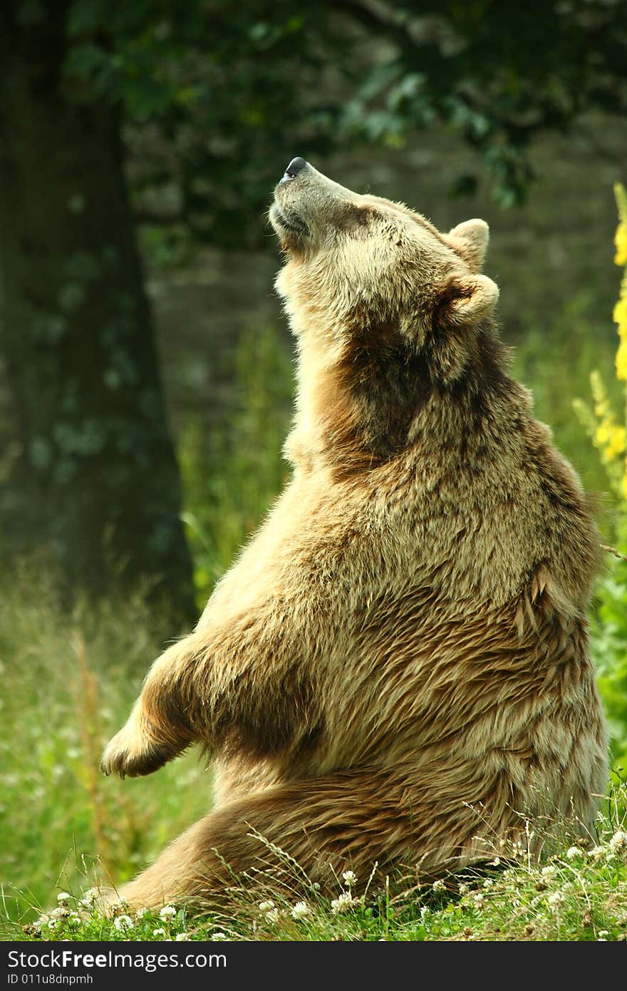 Photo of a European Brown Bear