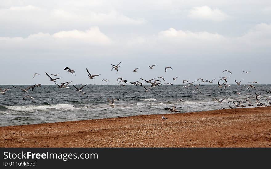 Sea birds by the Azov sea