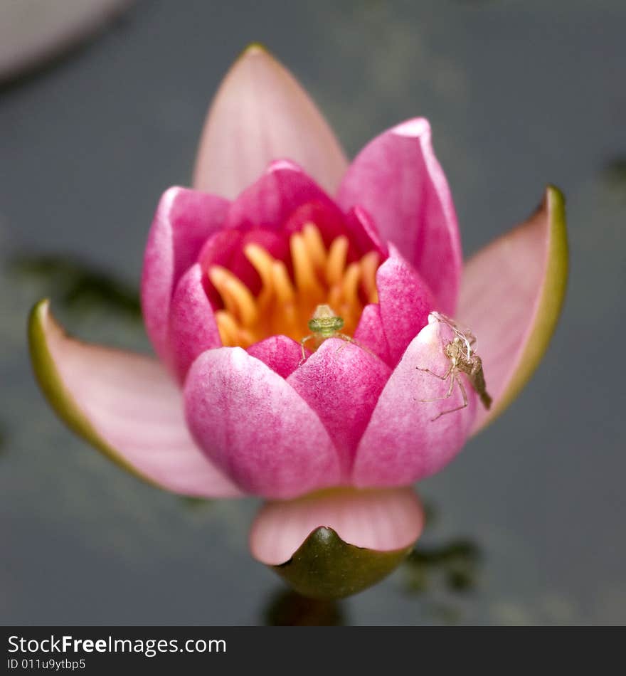 Water lilly -spacious residence