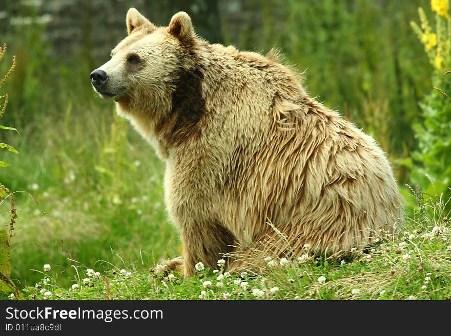 Photo Of A European Brown Bear