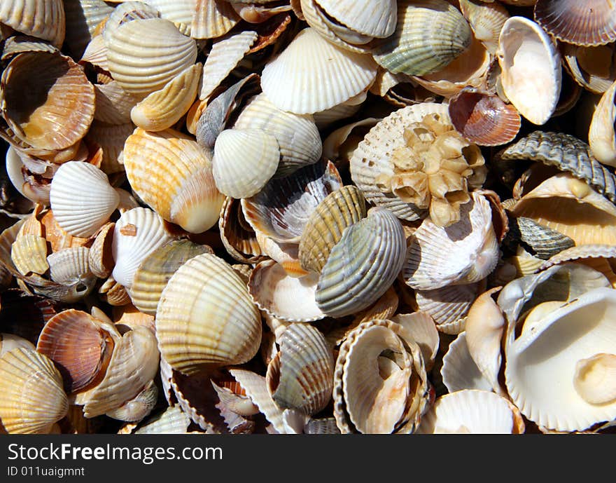 Bowls of two-folding sea molluscs