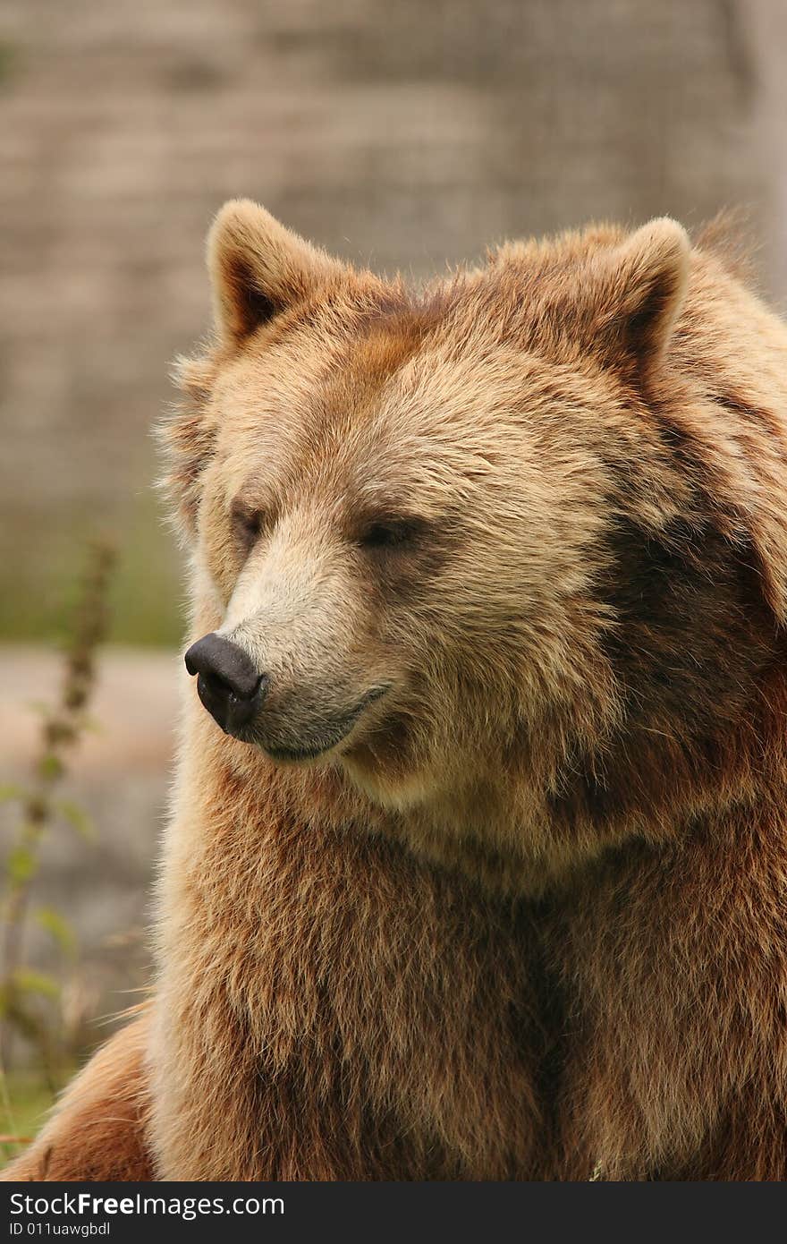 Photo of a European Brown Bear