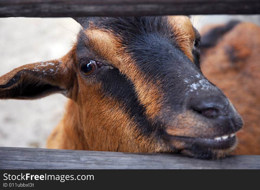 A brown goat on a farm