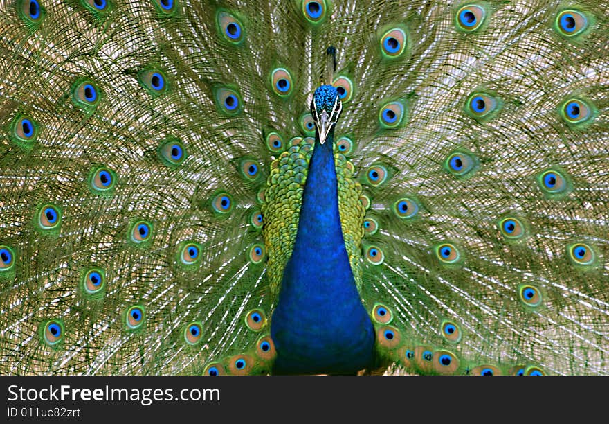 Peacock