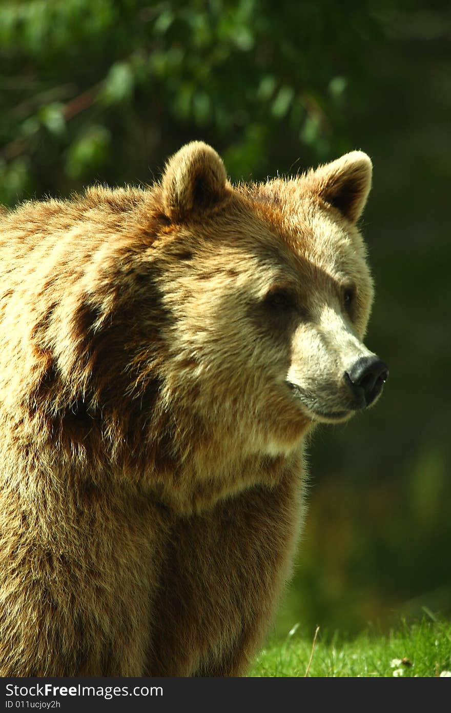 Photo of a European Brown Bear