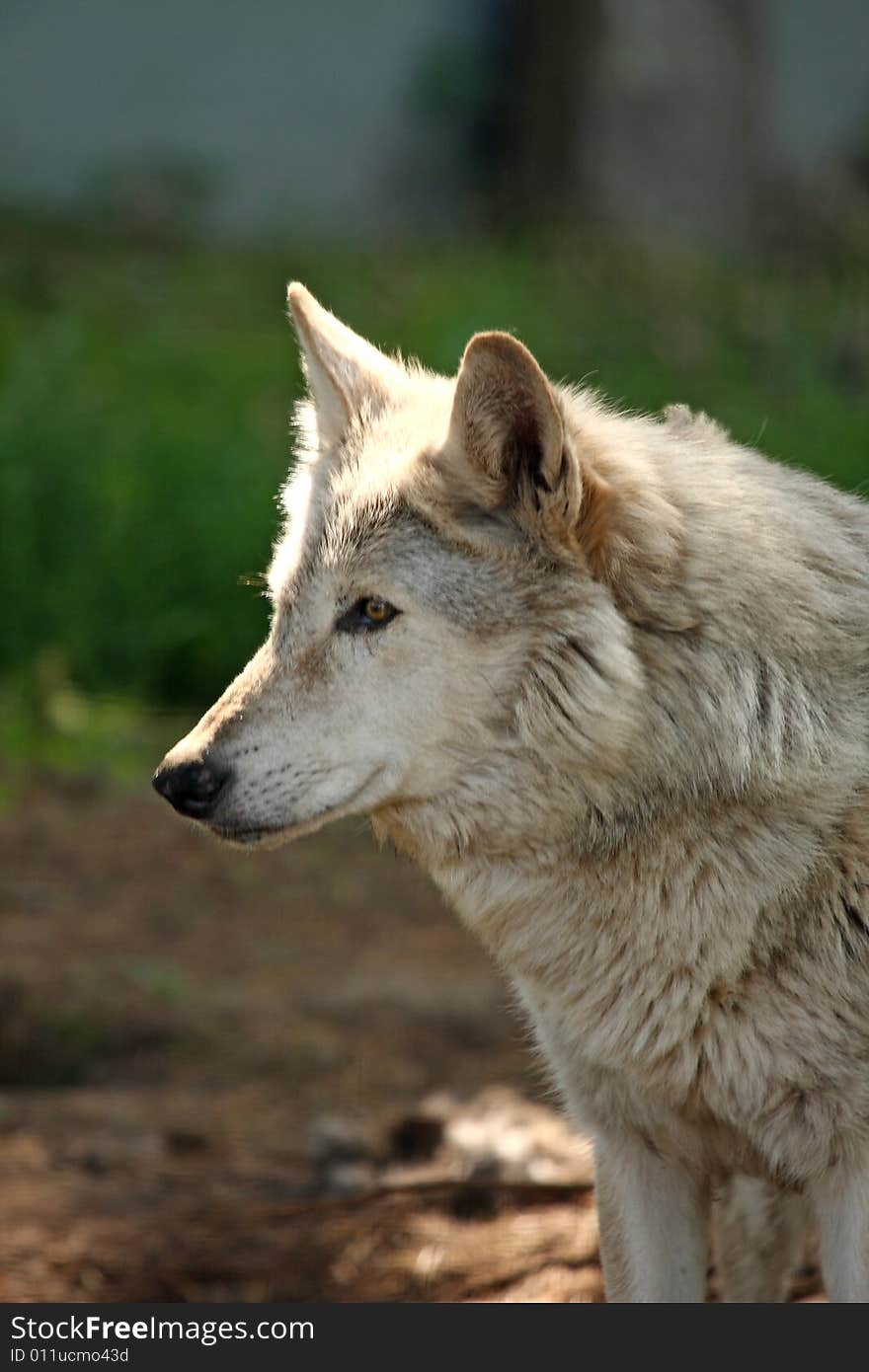 Photo of a European grey wolf