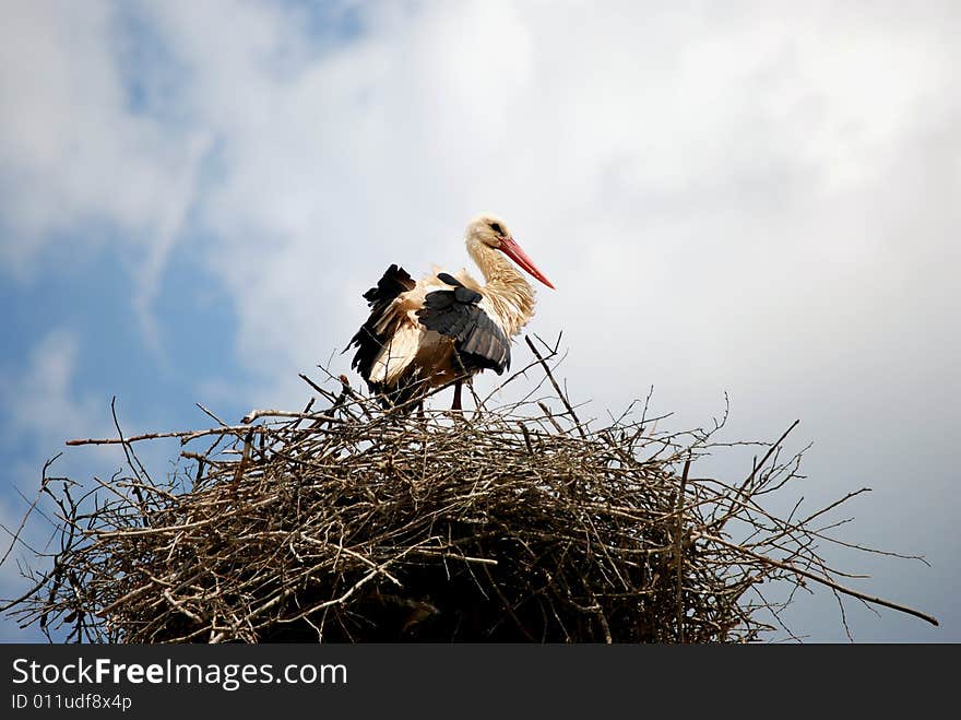 Stork