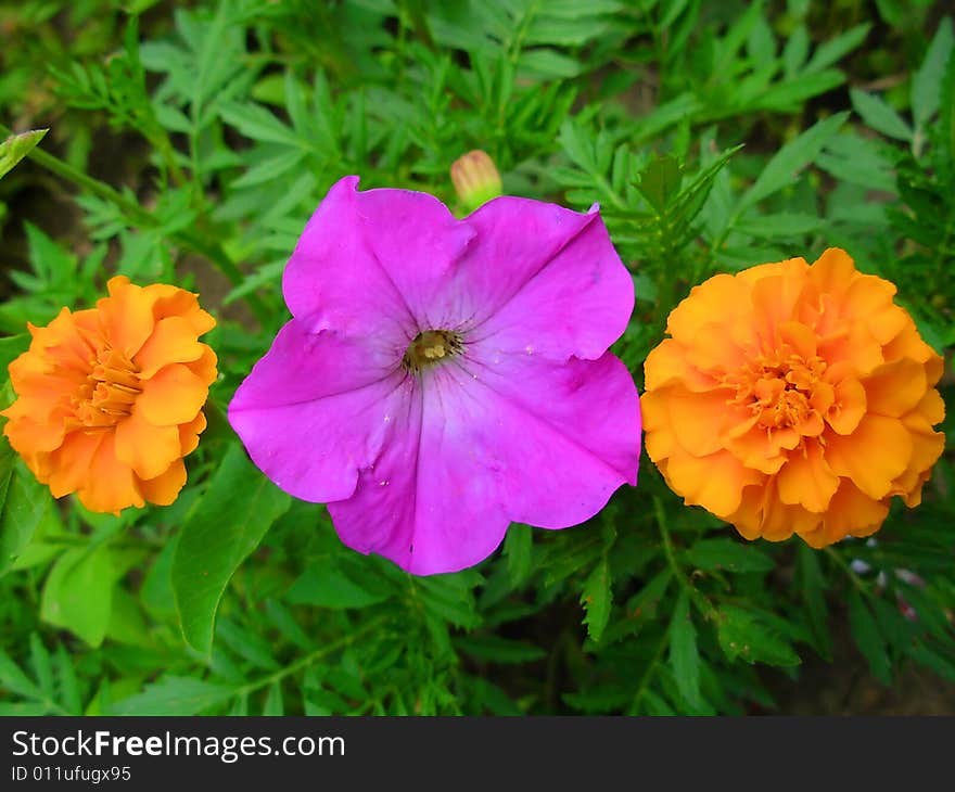 Orange and purple flowers in line. Small flowers near gorund. Orange and purple flowers in line. Small flowers near gorund.