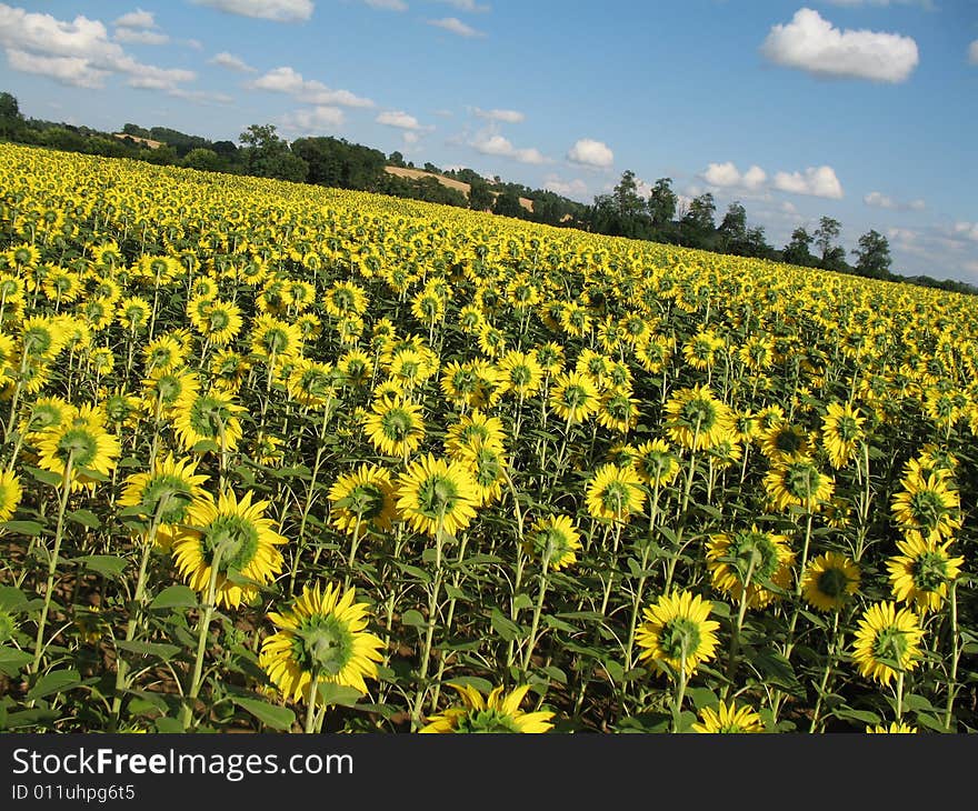 Sunflowers field