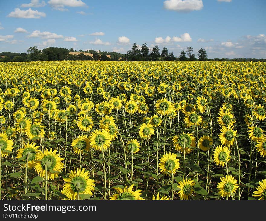 Sunflowers field