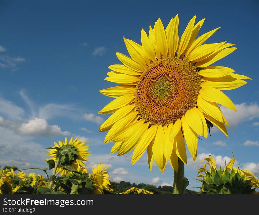 Sunflower closeup