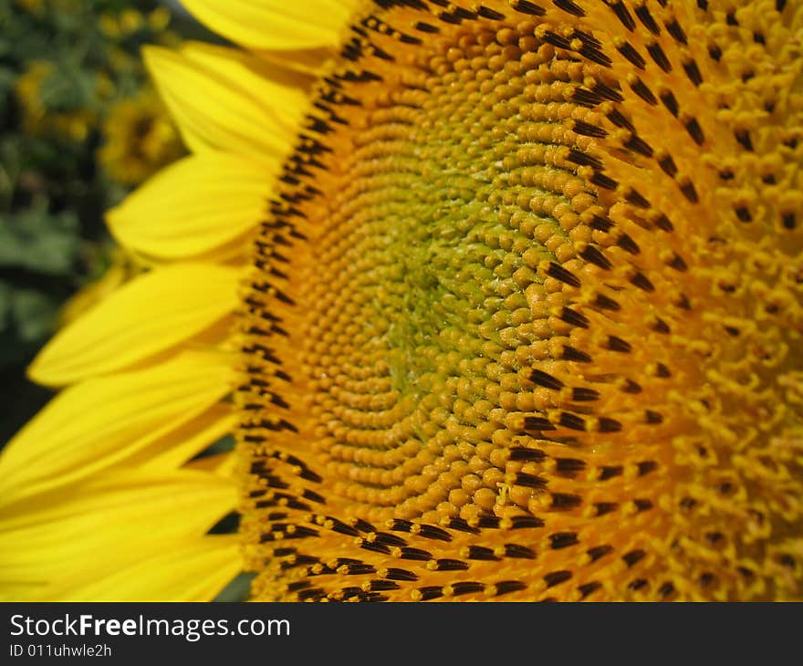 Sunflower closeup