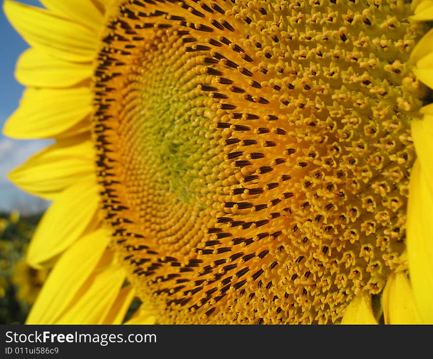 Sunflower closeup