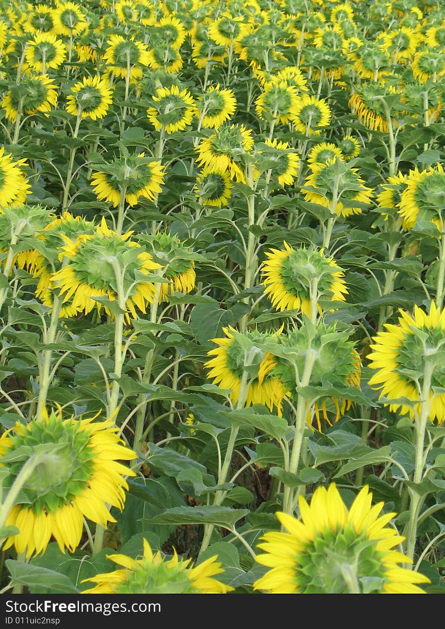 Closeup of a beautiful yellow sunflower. Closeup of a beautiful yellow sunflower