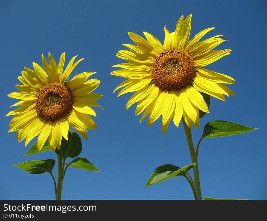 Closeup of a beautiful yellow sunflower with a blue sky. Closeup of a beautiful yellow sunflower with a blue sky