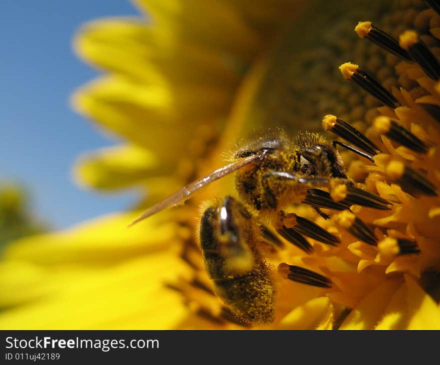 Sunflower with a bee closeup