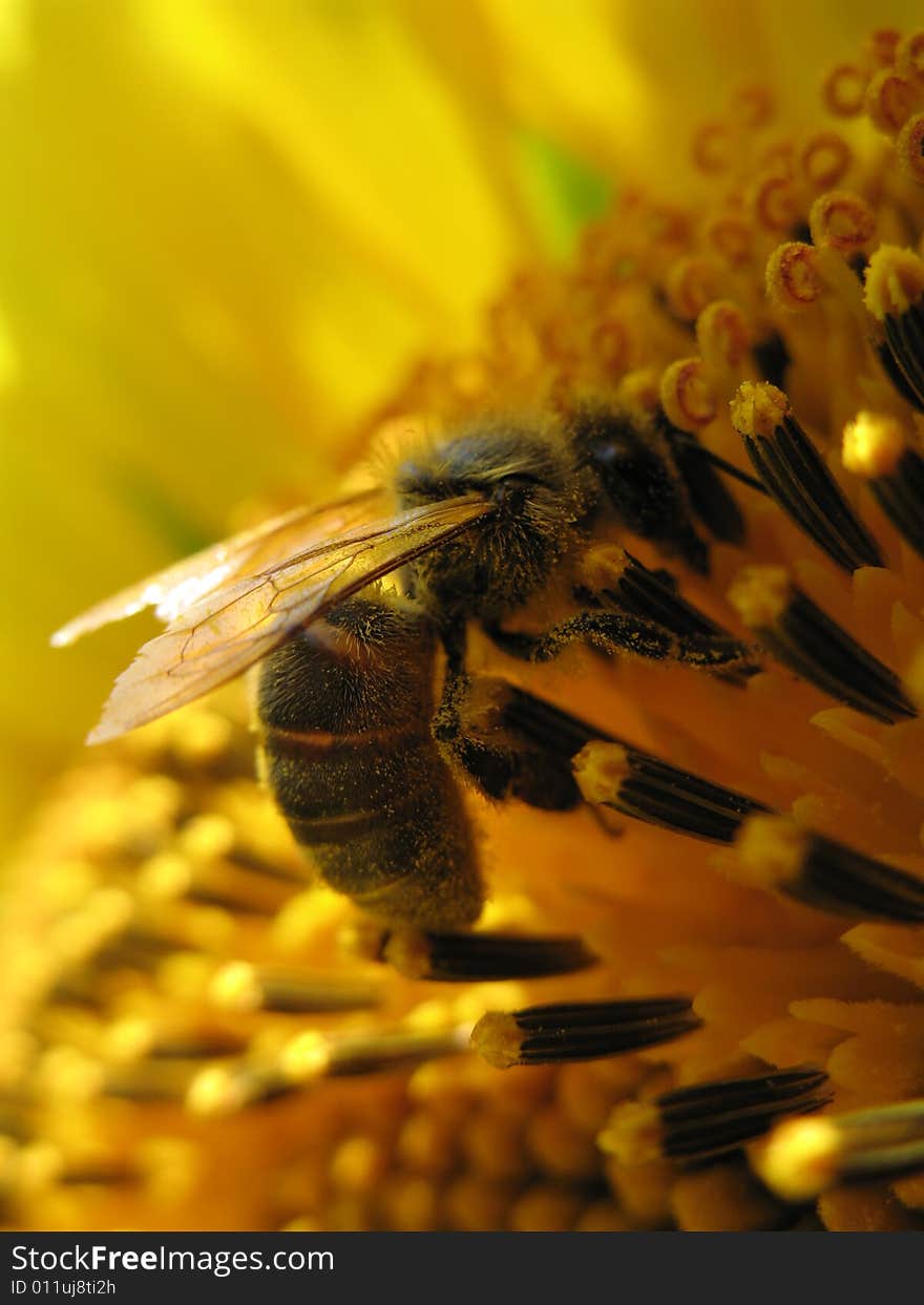 Sunflower with a bee closeup