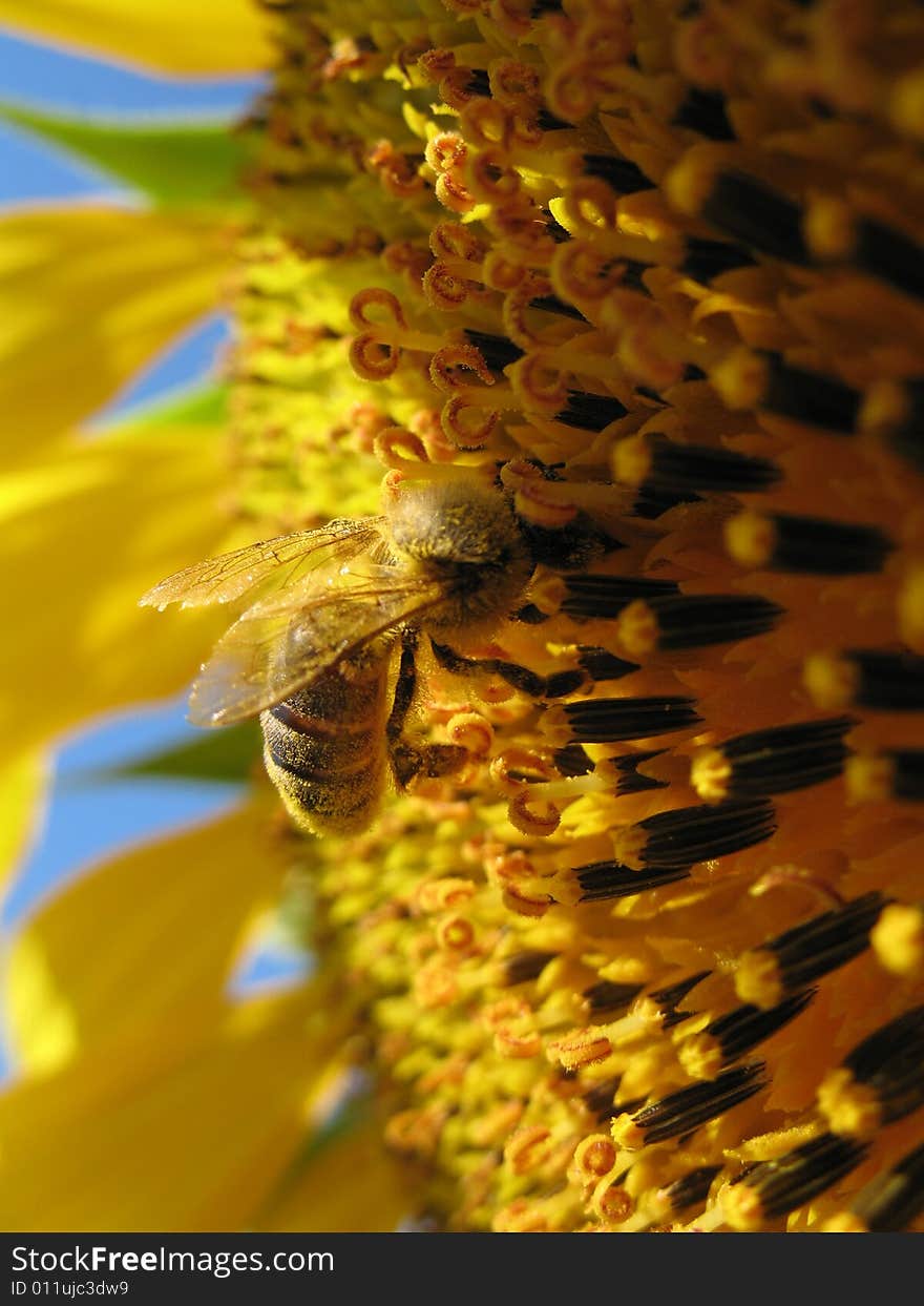 Sunflower With A Bee Closeup