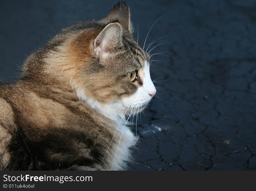 A smallish cat grooming itself