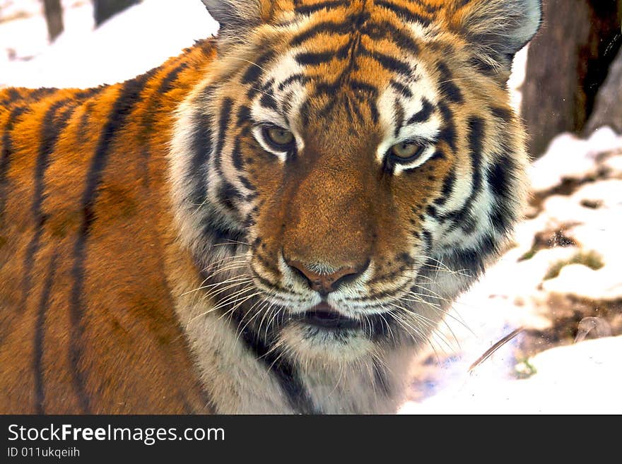 Amur Tiger