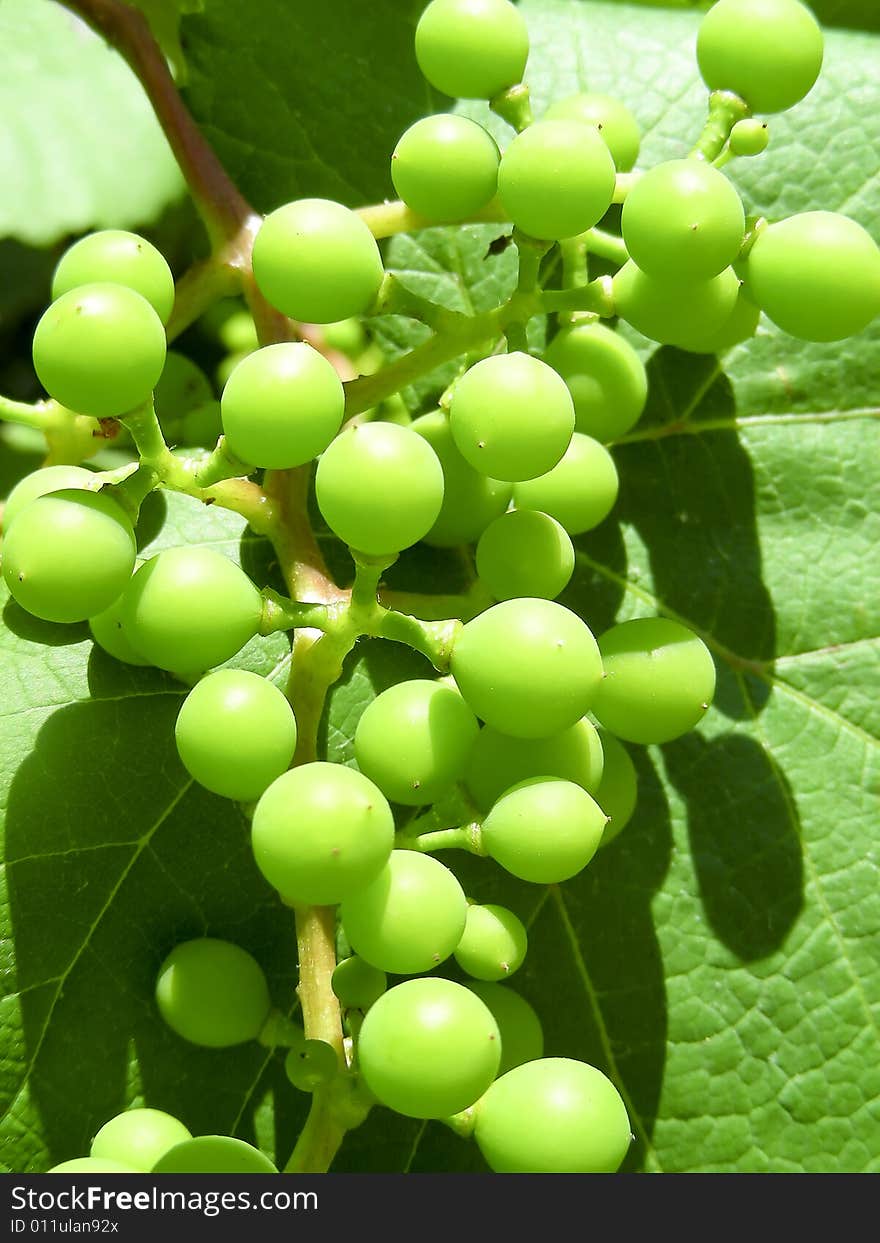 A bunch of grapes, just beginning to grow on a vine in the middle of the city.