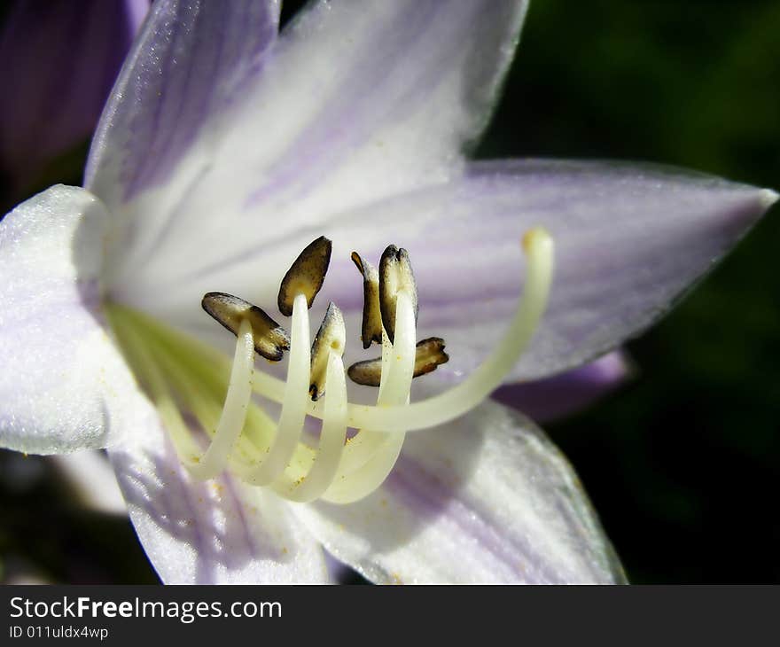 Hosta Blossom