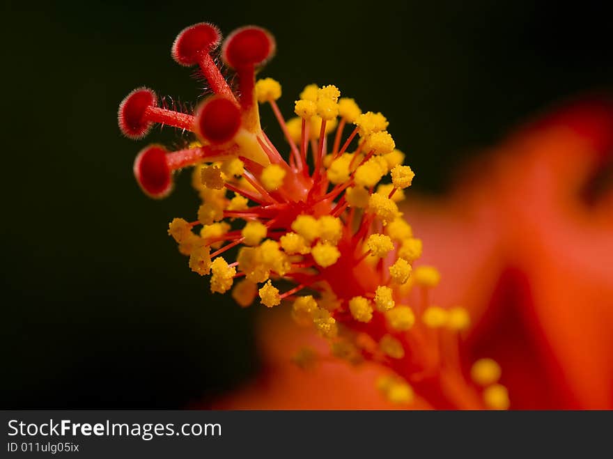 Inside a Red Hibiscus