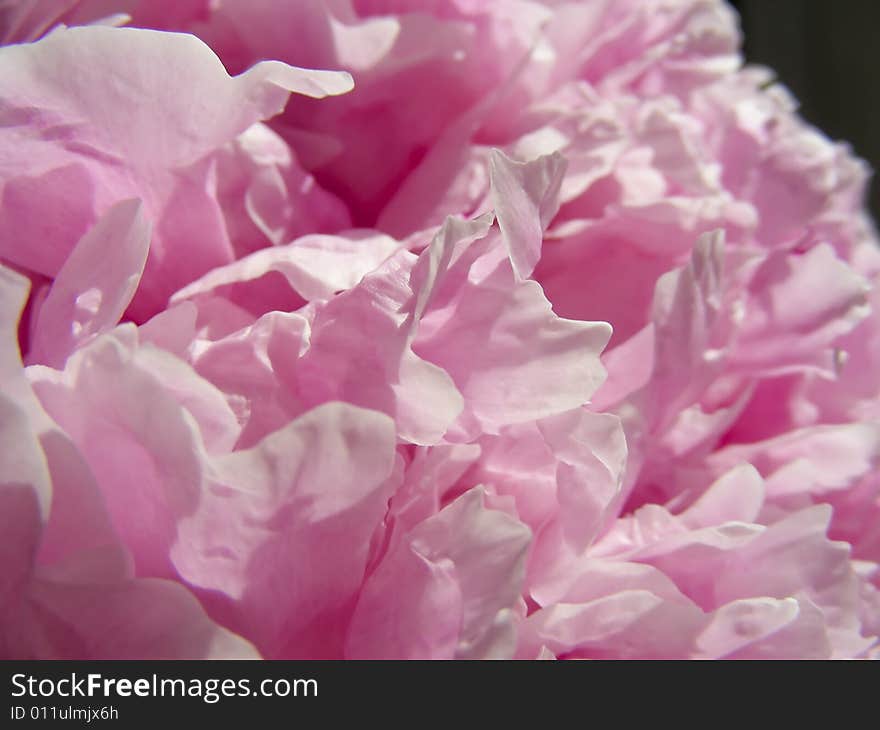 Peony Petals