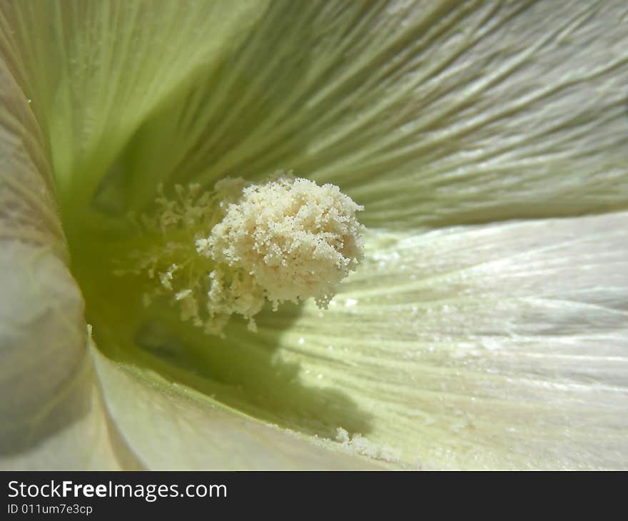 White Hollyhock