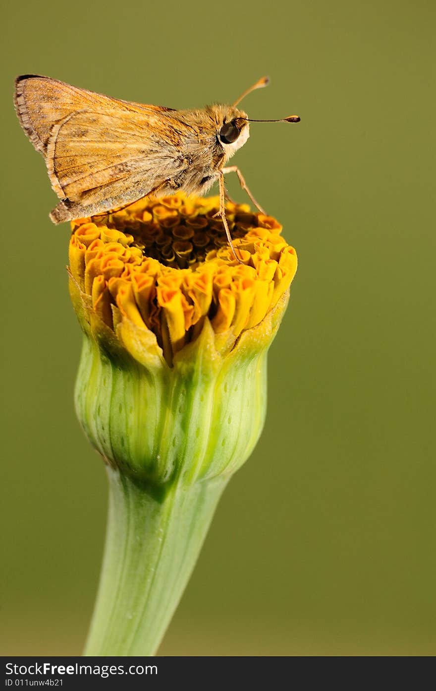 Butterfly standing on a Yellow Flower. Butterfly standing on a Yellow Flower