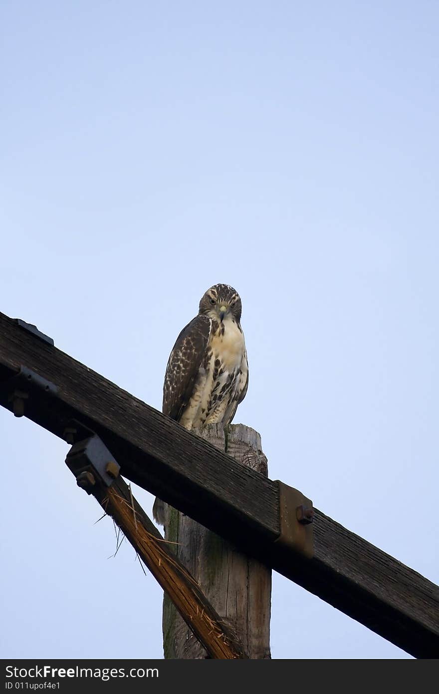 Red Tailed Hawk on pole