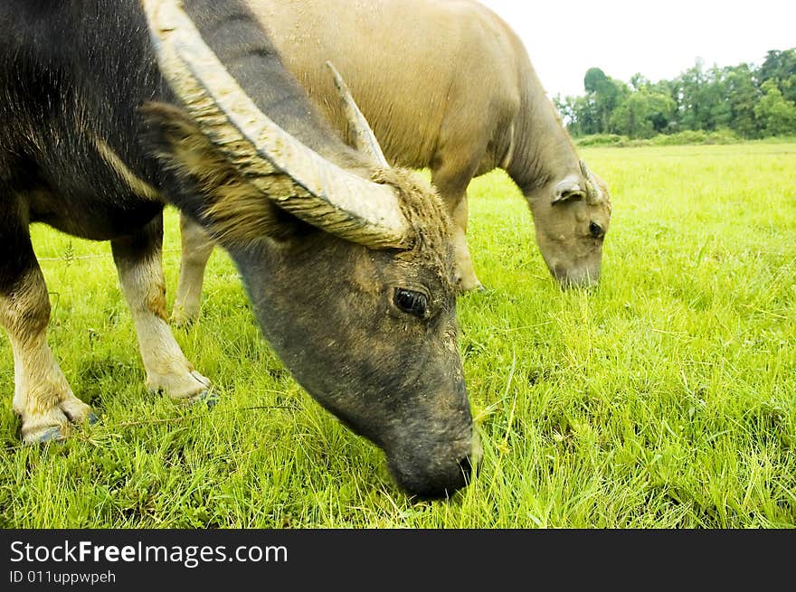 The water buffalo at the meadow