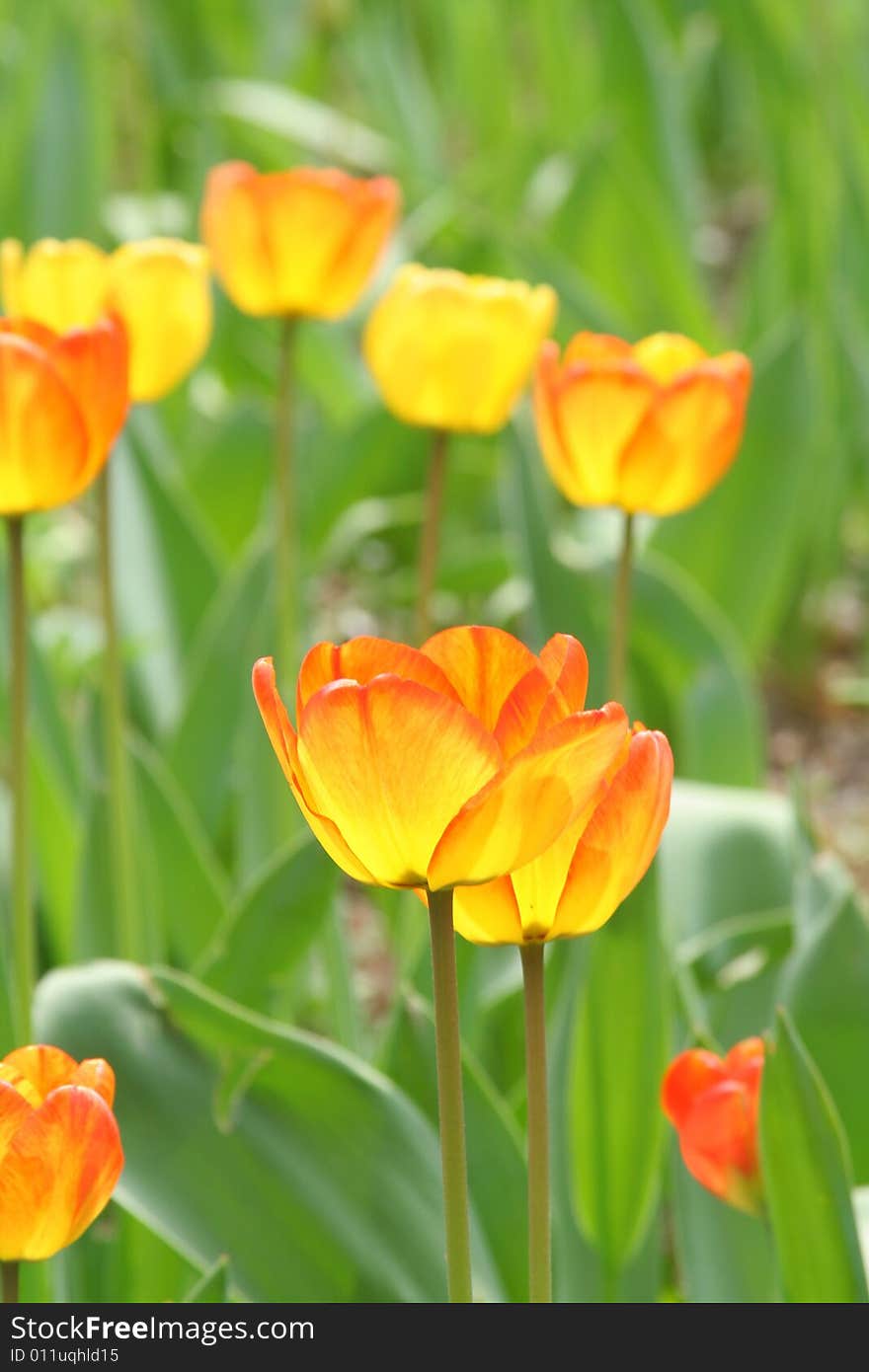 Golden tulip  in green background