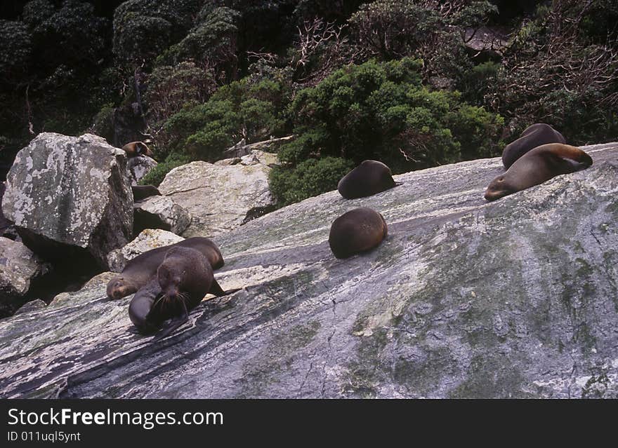 Seals on a rock in Milford Sound