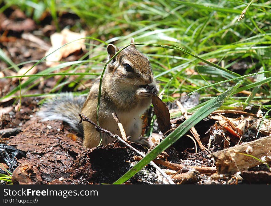 Chipmunk with food