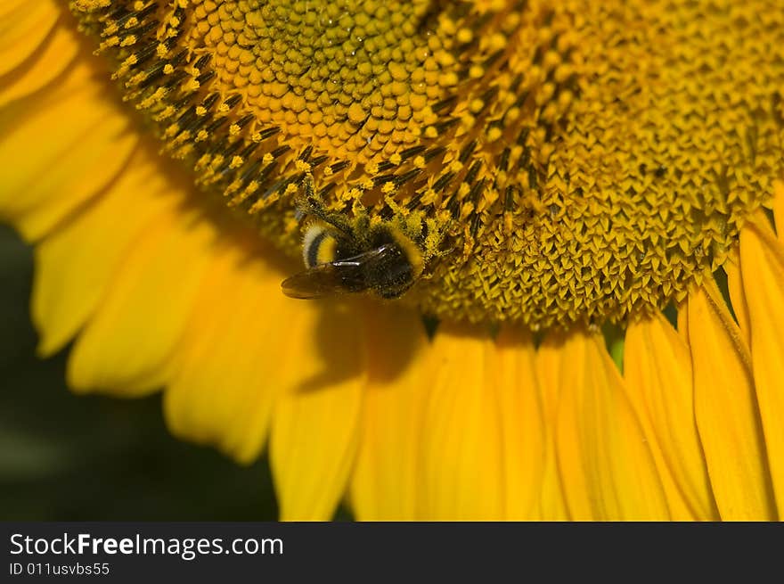 Big sunflower with a huge bumblebees