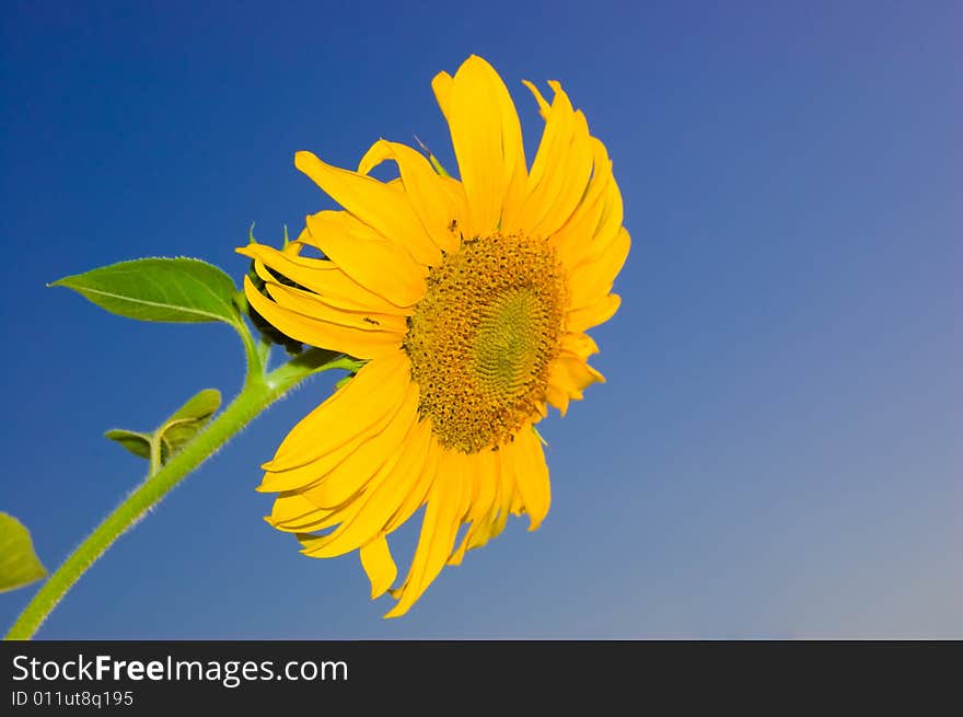 Sunflower on a blue background