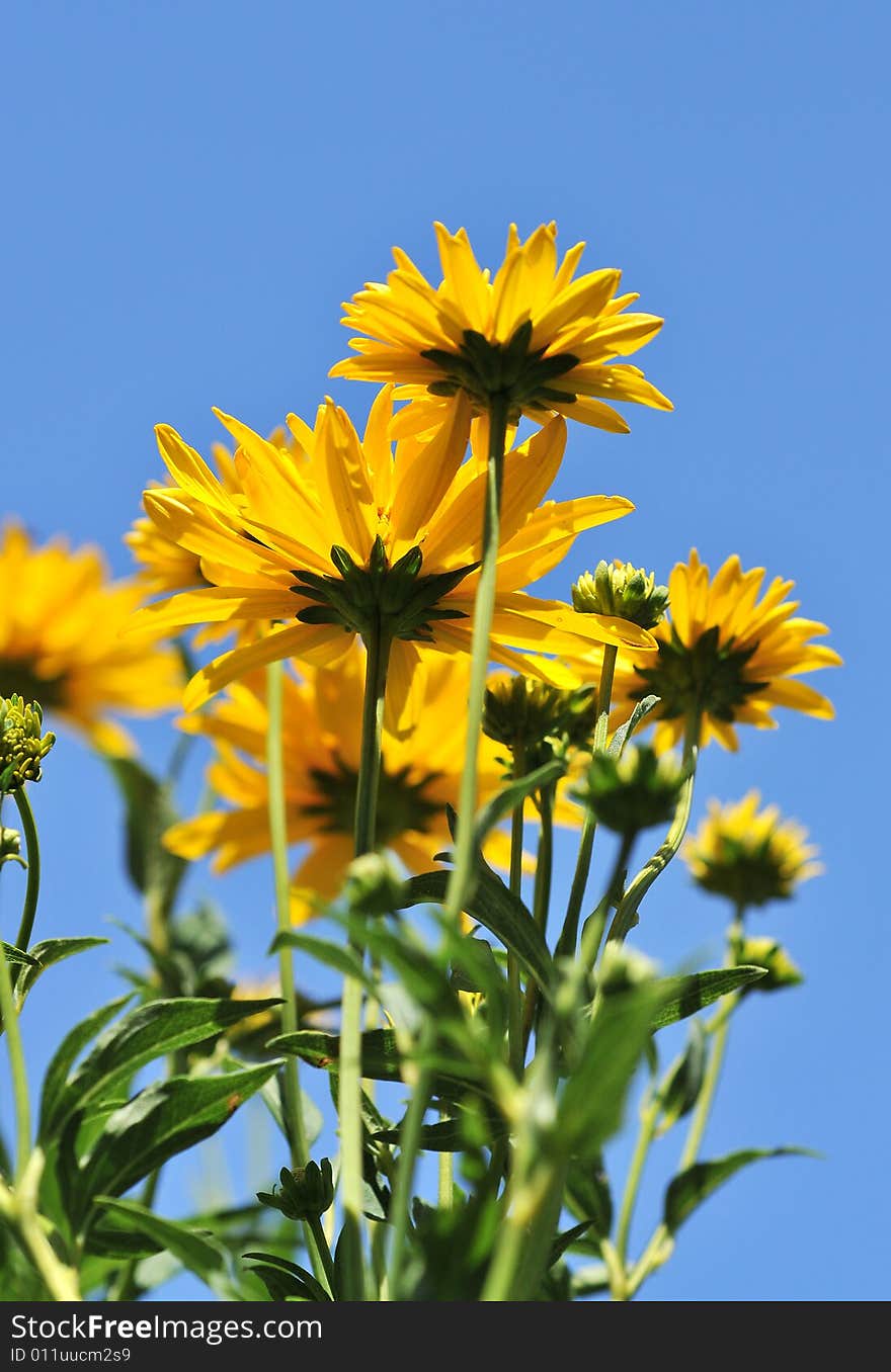 Yellow flowers with sky in background