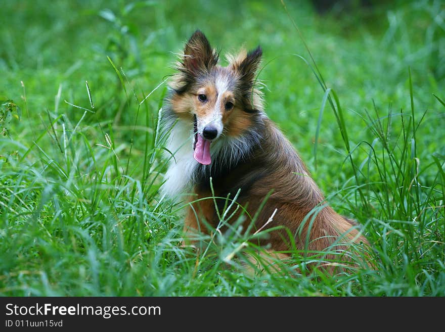 My Shetland Sheepdog. sitting on the grassplot.