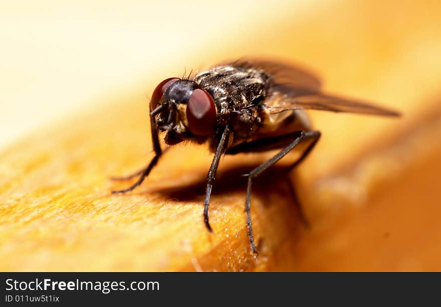 Close-up shot of a fly sitting on woden desk edge. Close-up shot of a fly sitting on woden desk edge