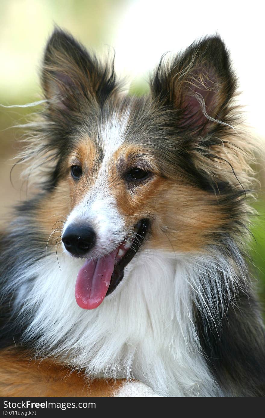 Here is my Shetland Sheepdog.