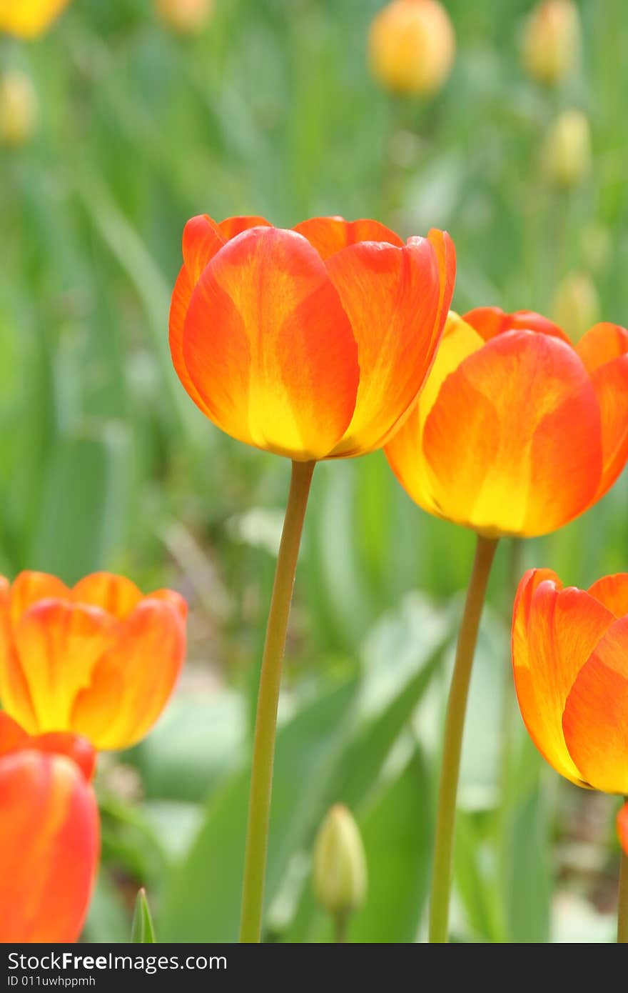 Golden tulip in sunshine, green background