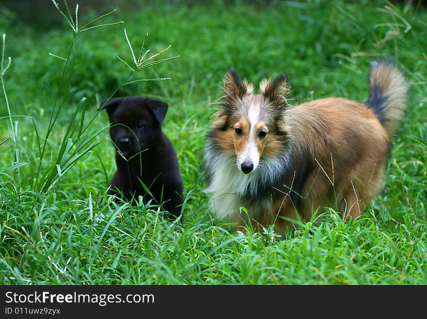 Shetland Sheepdog and puppy